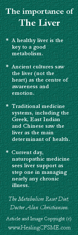 liver health image - the importance of the liver