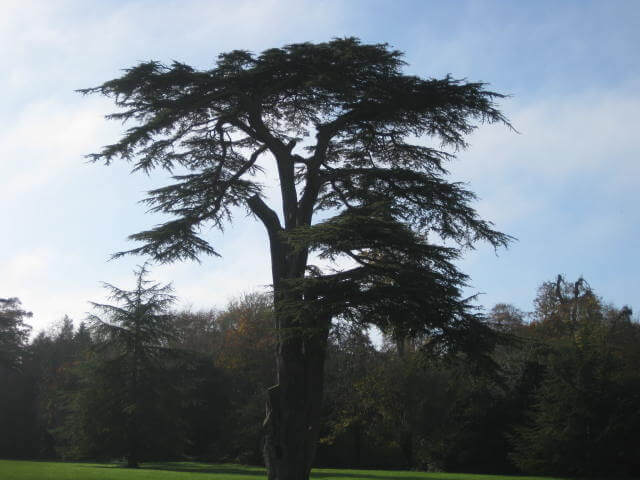 A mature cedar tree in a Lydiard Park, Swindon, showing suitability for wheelchair accessible outdoor visits.