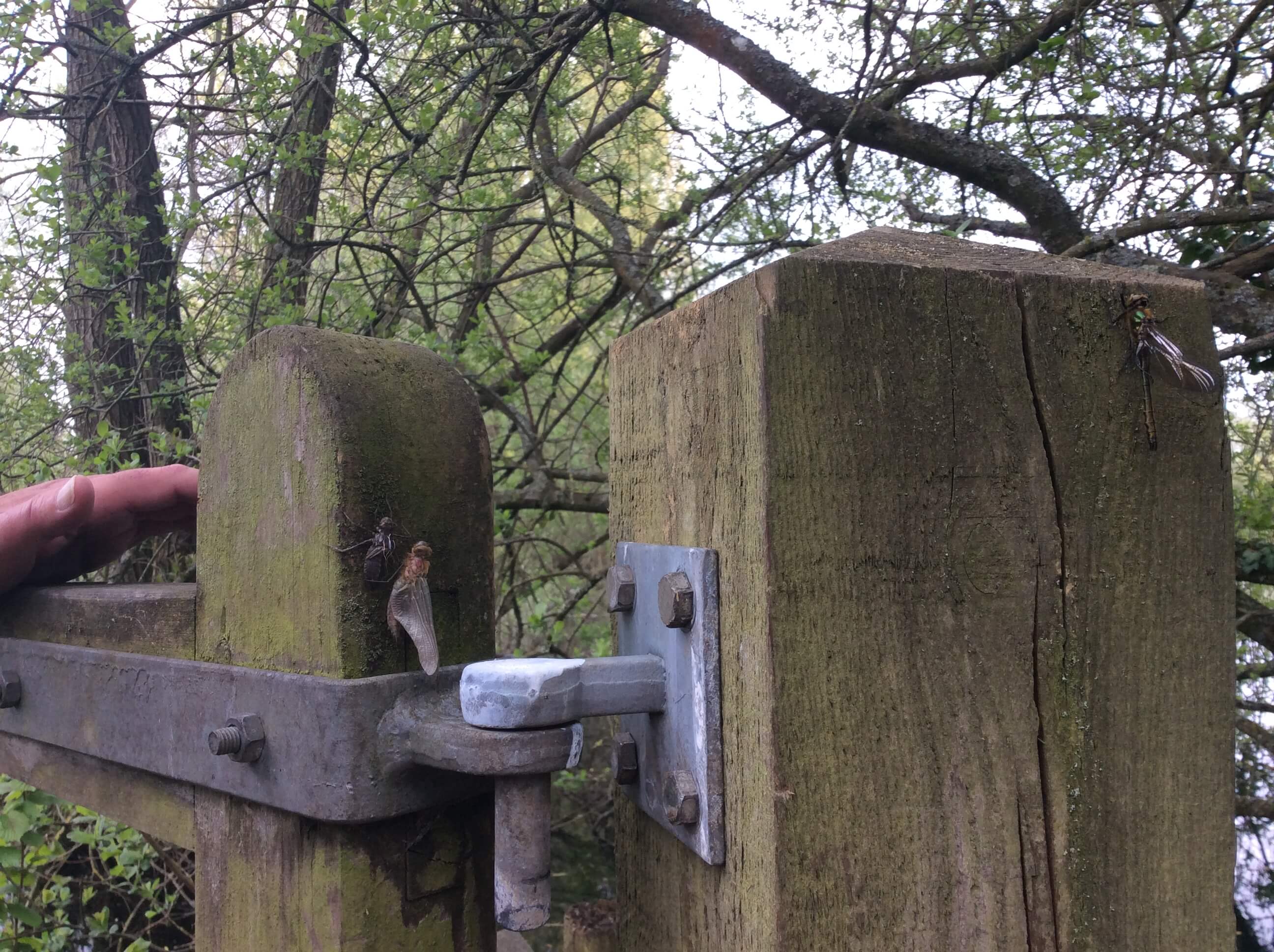 Dragonfly just hatched Lower Moor Farm. April. Accessible in a mobility scooter with a helper to rescue you in the event of getting caught in mud.