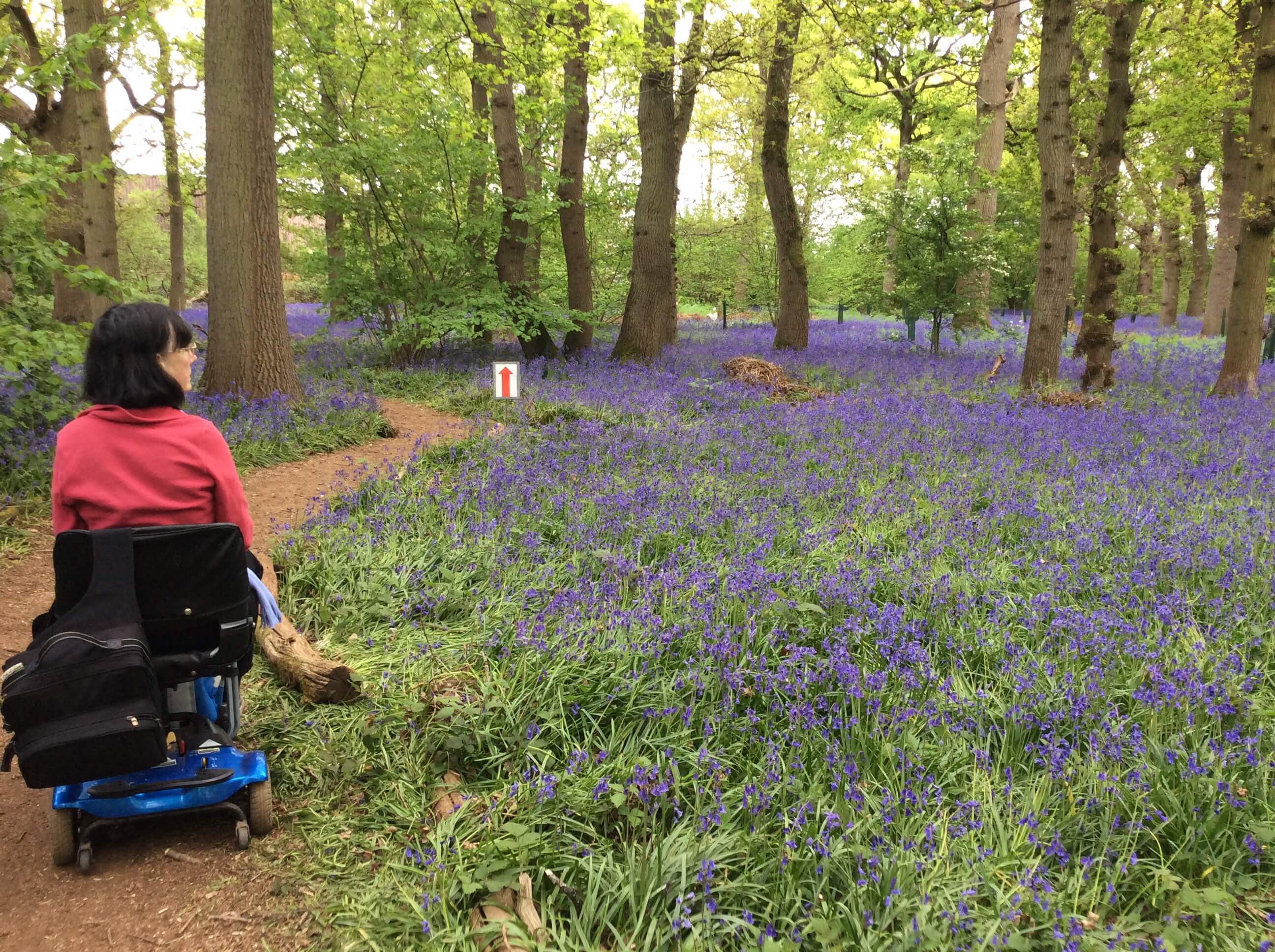A lady on a scooter showing a wheelchair accessible Swindon woodland path at Hagbourne Copse.